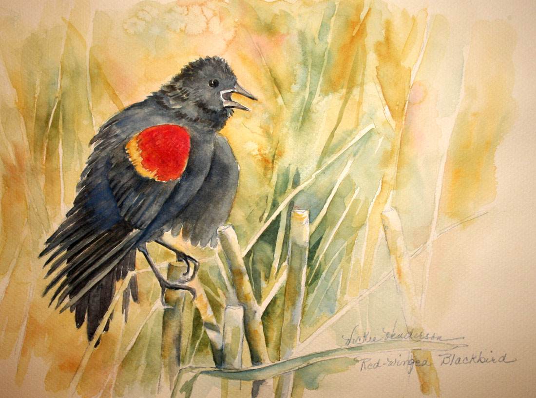 1100x816 Sketching In Nature Red Winged Blackbird Nuptials Vickie Henderson - Red Winged Blackbird Painting