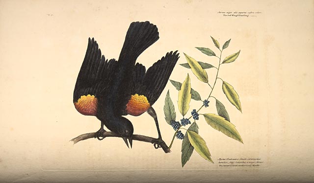 640x374 Gallery Red Wing Painting, - Red Winged Blackbird Painting