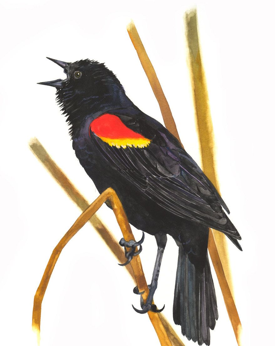 878x1102 Limited Edition Giclee Print Watercolor Painting Of Red Winged - Red Winged Blackbird Painting
