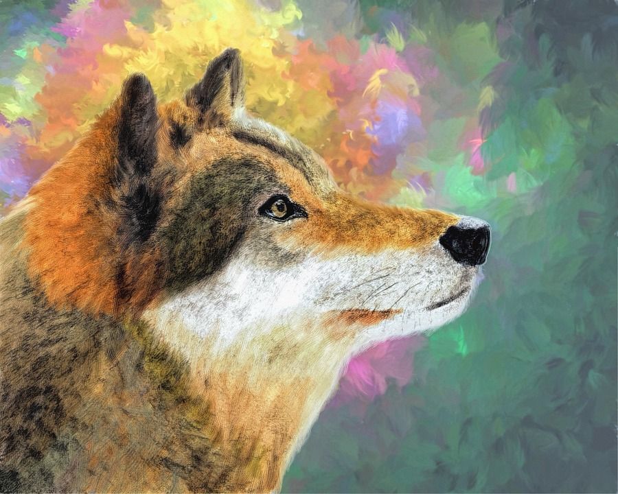 900x720 Pin By Wolf Lover Shop On Wolf Painting Wolf - Red Wolf Painting