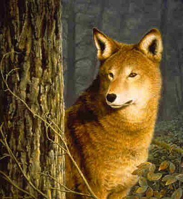 366x399 Red Wolf - Red Wolf Painting