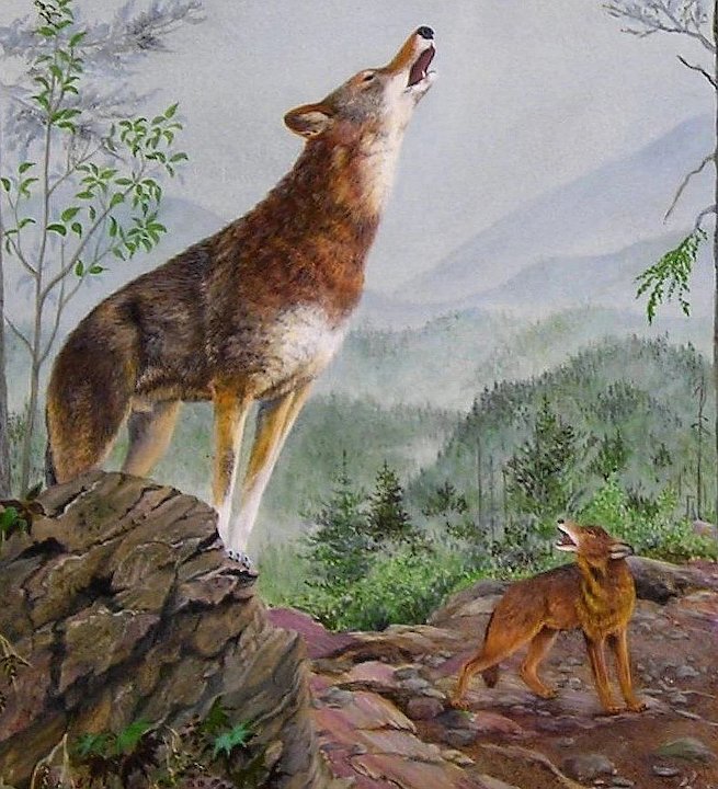 655x720 Red Wolves Original Painting By Catherine Girard Seaside Art - Red Wolf Painting