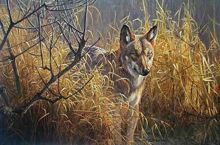 700x464 Robert Bateman, Red Wolf - Red Wolf Painting