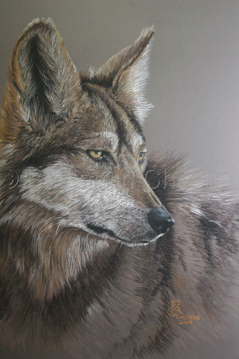 800x1200 Wildlife Pastel Paintings Red Wolf By Benjamin Cheshire - Red Wolf Painting