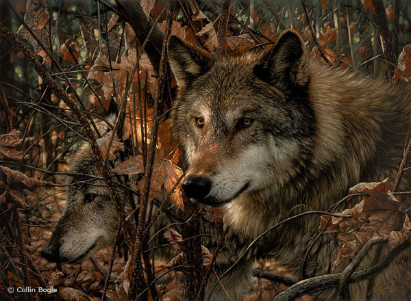 600x440 Wolf Paintings, Wolf Art Prints, Wolves Painting Artist - Red Wolf Painting