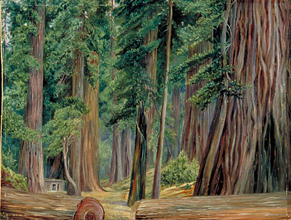 420x317 Kew Marianne North Gallery Painting 173 Under The Redwood Trees - Red Wood Painting