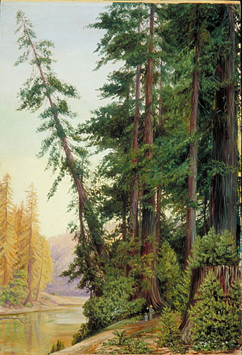 341x500 Kew Marianne North Gallery Painting 204 View In A Redwood - Red Wood Painting