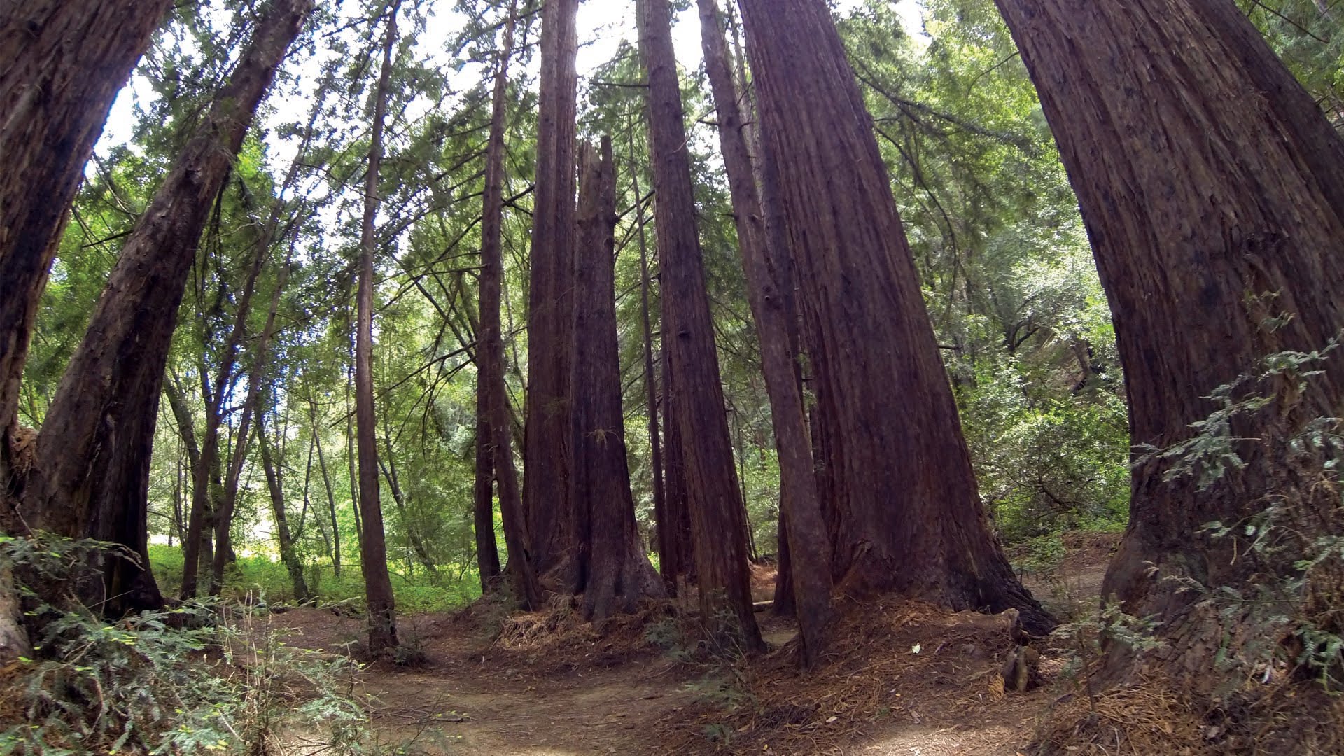 1920x1080 Plein Air Painting Amp Adventure Clips - Red Wood Painting