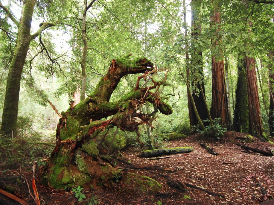 960x720 Raymond Gehman Giant Redwood Tree Root Ball Looking Like A Leaping - Red Wood Painting