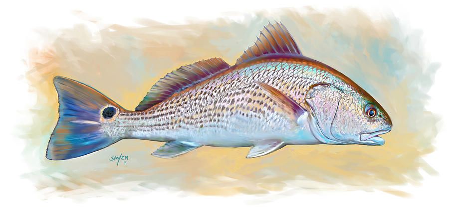 900x418 Redfish Illustration Painting By Sea Or Day Sand - Redfish Painting