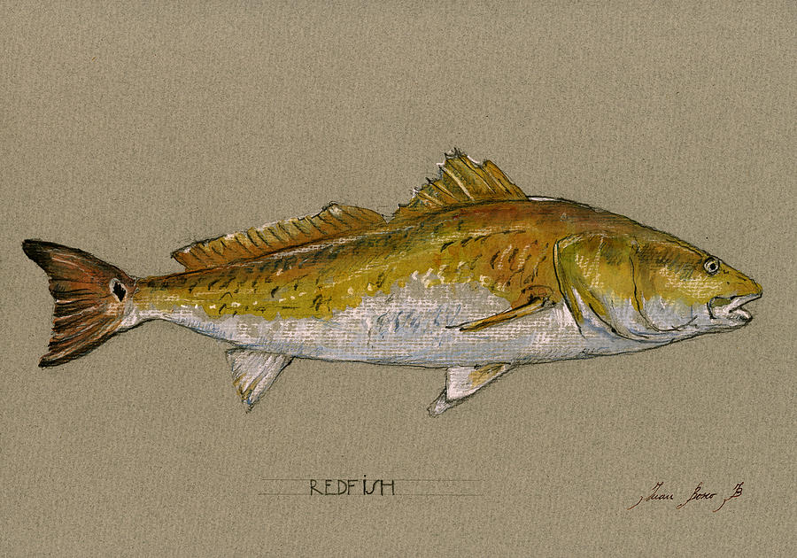 900x630 Redfish Painting Painting By Juan Bosco - Redfish Painting