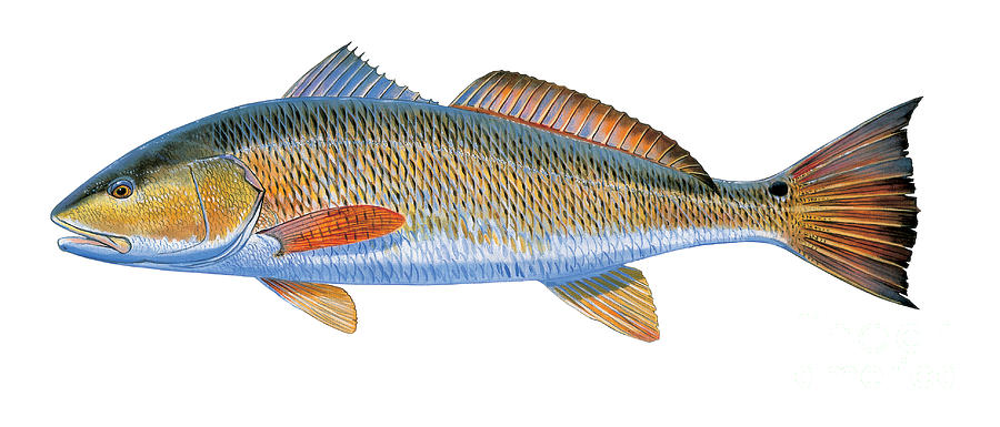 900x385 Redfish Painting By Carey Chen - Redfish Painting