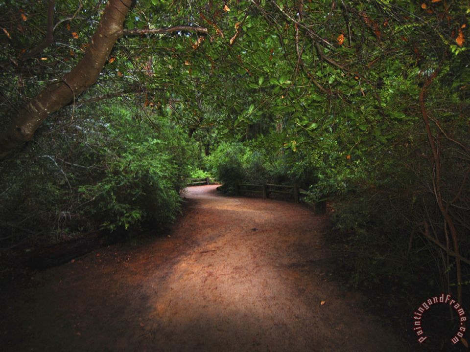 960x720 Raymond Gehman Park Trail Through A Scenic Coastal Redwood Forest - Redwood Forest Painting