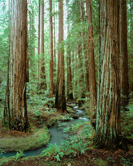 461x576 Redwood Forests For Our Future - Redwood Forest Painting
