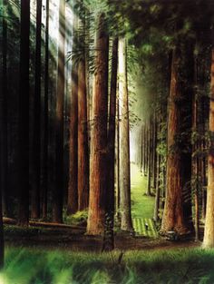 236x313 Redwood Forest Painting - Redwood Forest Painting