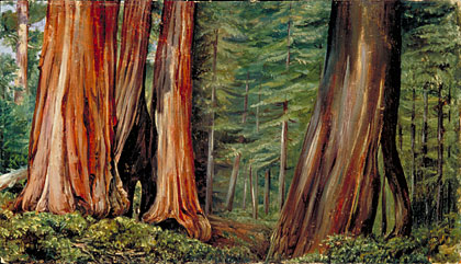 420x241 Kew Marianne North Gallery Painting 189 The Mariposa Grove - Redwood Tree Painting
