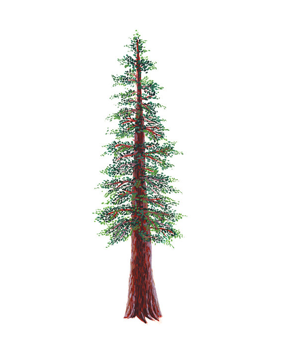 570x725 Redwood Tree Art Print - Redwood Tree Painting