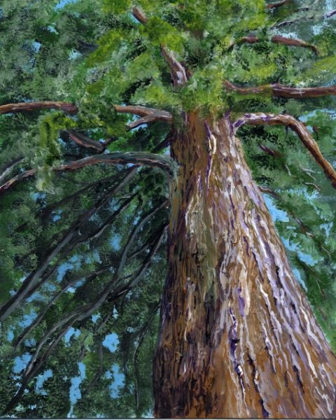 480x600 Wde 325 Redwood Tree - Redwood Tree Painting