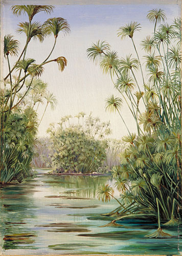 356x500 Kew Marianne North Gallery Painting 361 Papyrus Or Paper Reed - Reed Painting