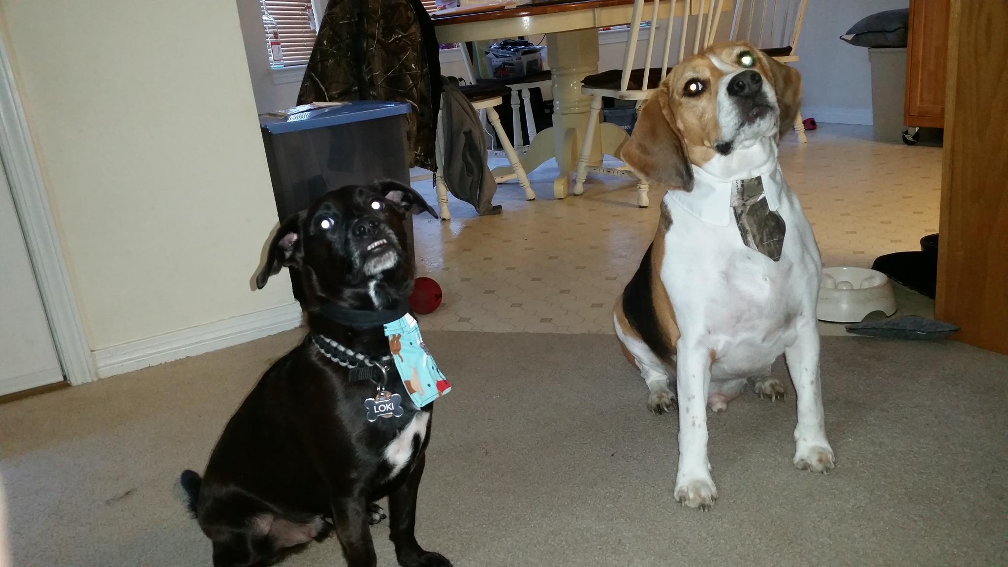 2048x1152 Regal Beagle I Painted For A Friend. - Regal Beagle Painting