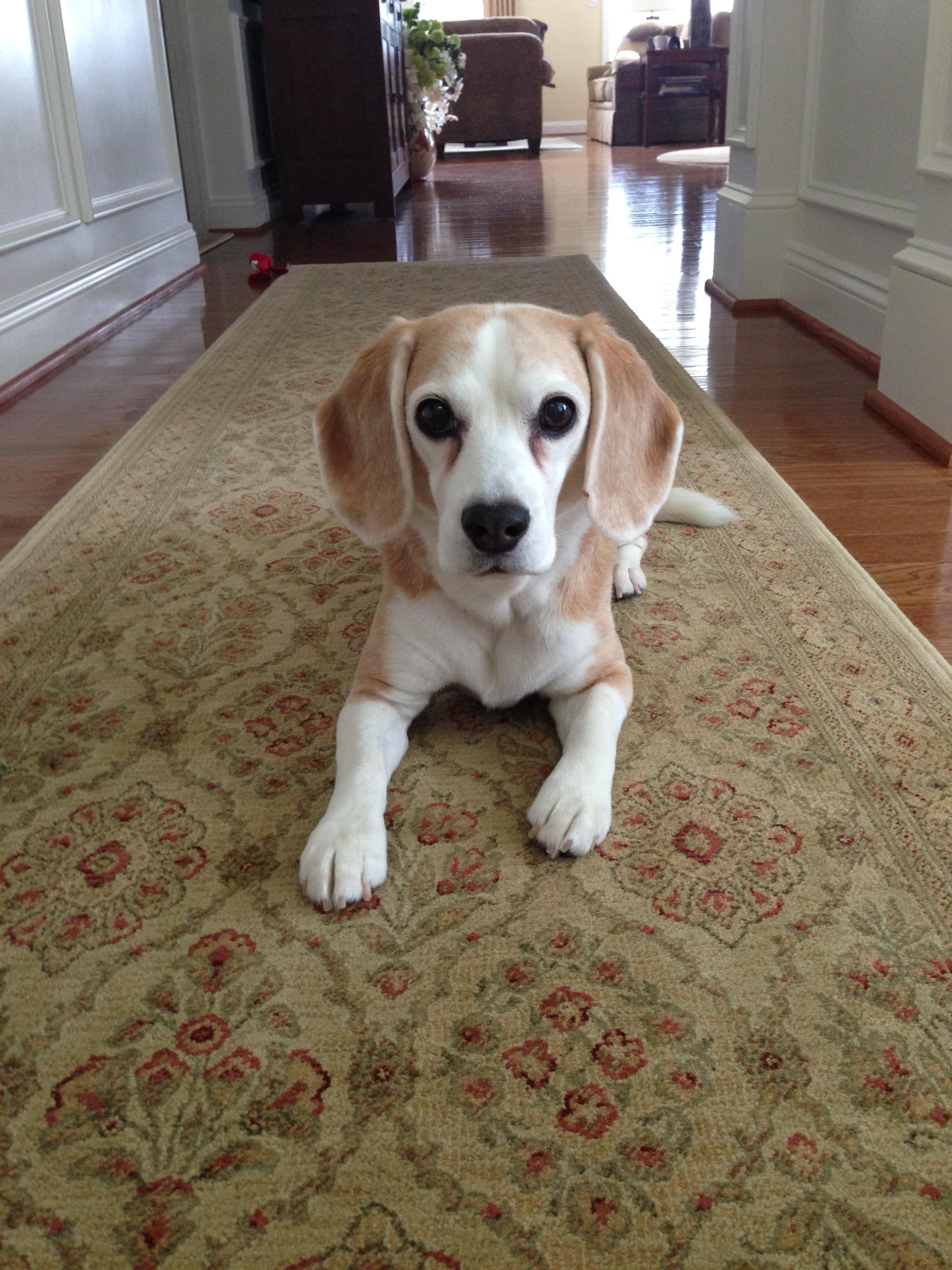 2448x3264 My Regal Beagle. She'Ll Be 15 In A Couple Months But Still Looks - Regal Beagle Painting