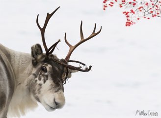 328x241 Paintings By Matthew Denman - Reindeer Painting