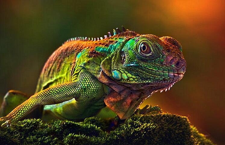 747x482 New 2017 Colored Lizard Diamond Painting 5d Diamond Diy Mosaic - Reptile Painting