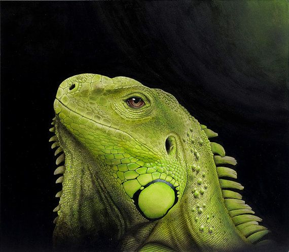 570x496 Original Work Reptile Painting Green Iguana By Zoonthecanvas - Reptile Painting
