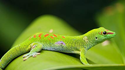 425x239 Thouet 5d Diamond Painting Full Drill Gecko Reptile - Reptile Painting