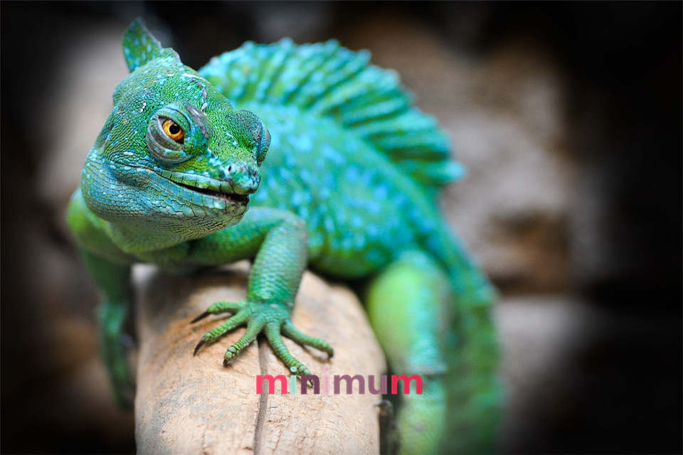 960x640 High Quality Diamond Embroidery Reptile Chameleon 5d Diy Diamond - Reptile Painting