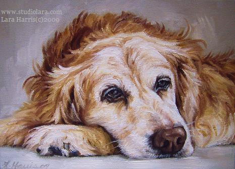 466x336 Sammy, Golden Retriever Painting In Oil By Lara Harris - Retriever Painting