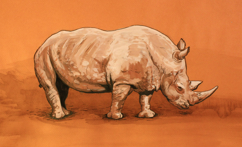 800x487 Gouache Rhino Painting And Inking Greg Tatum - Rhino Painting