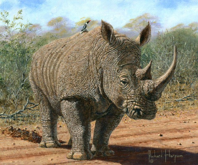 640x533 Richard Harpum Artwork Kruger White Rhino Original Painting - Rhino Painting