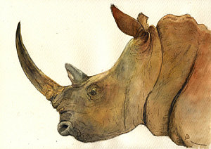 300x212 White Rhino Head Study Painting By Juan Bosco - Rhino Painting