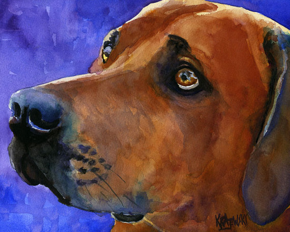 570x456 Rhodesian Ridgeback Art Print Of Original Watercolor Painting - Rhodesian Ridgeback Painting