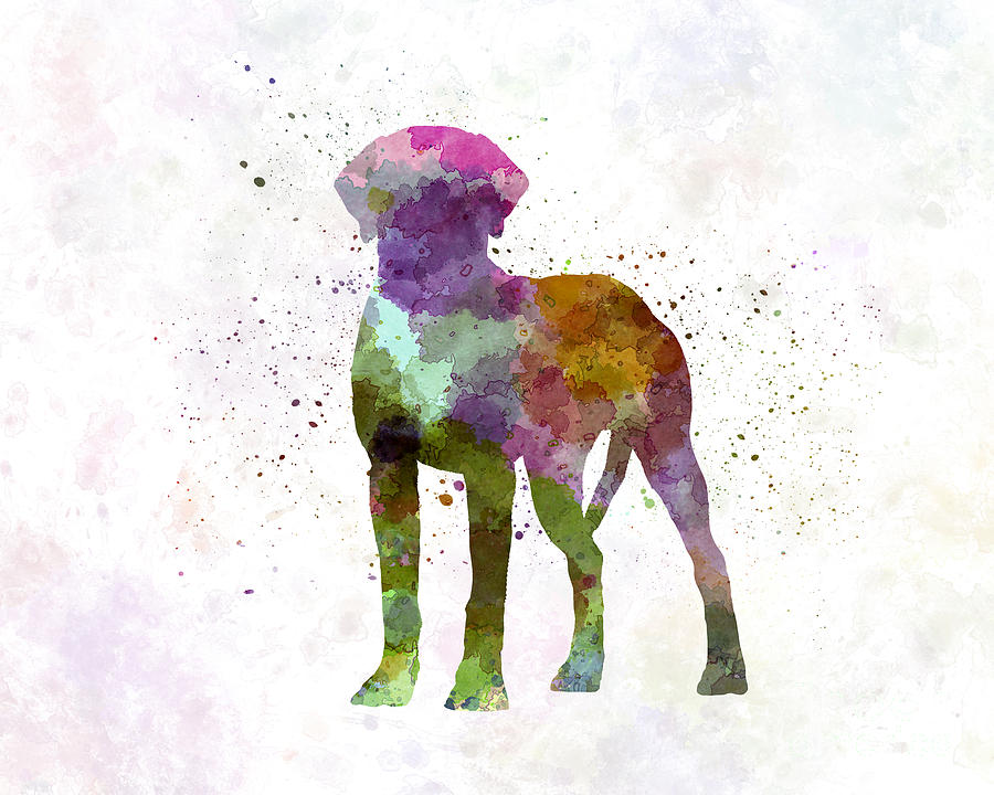 900x720 Rhodesian Ridgeback In Watercolor Painting By Pablo Romero - Rhodesian Ridgeback Painting