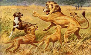 300x182 Southern Rhodesian Ridgeback Association - Rhodesian Ridgeback Painting