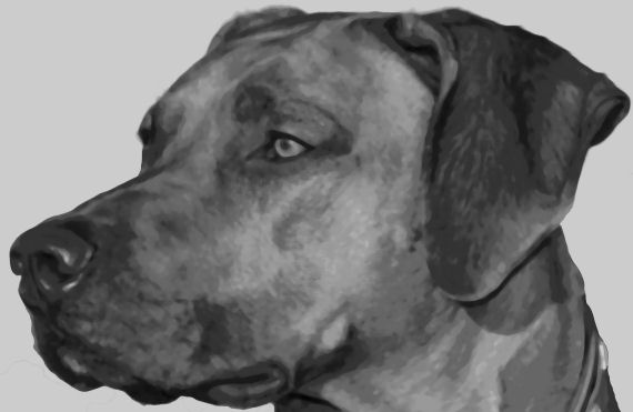 570x371 Wonderful Rhodesian Ridgeback Dog Pop Art Painting Paint By Number Kit - Rhodesian Ridgeback Painting