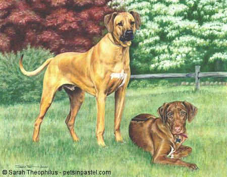 450x351 Gryphon Amp Riggs - Rhodesian Ridgeback Painting