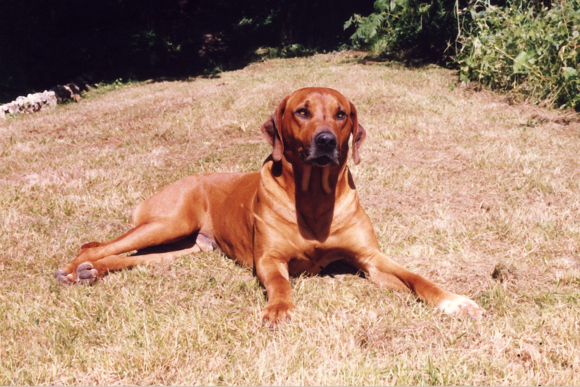 1920x1280 Painting Of Rhodesian Ridgeback Free Stock Photo - Rhodesian Ridgeback Painting