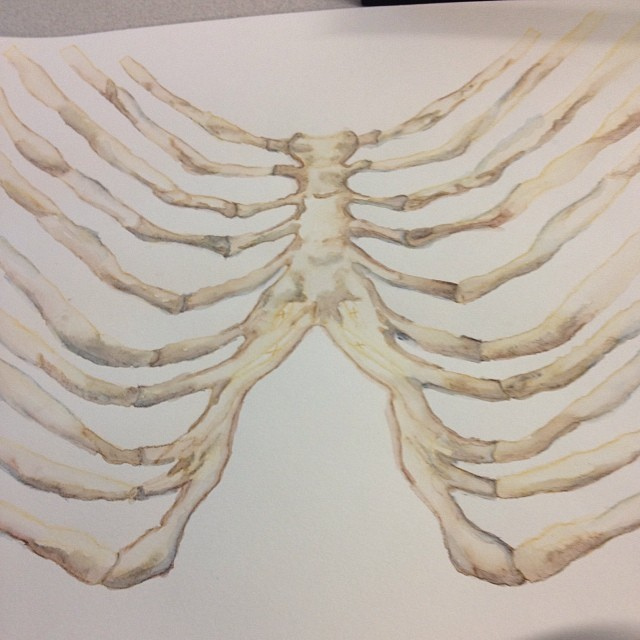 640x640 Started Painting The Next Rib Cage! - Rib Cage Painting