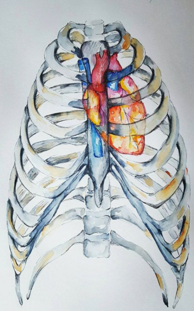 399x641 Heart Drawing Anatomy Rib Cage Painting - Rib Cage Painting