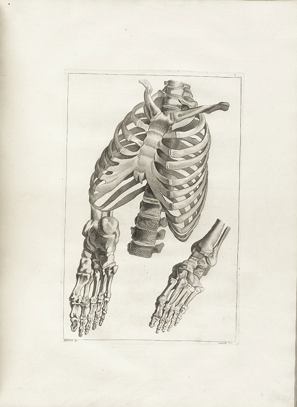 610x836 Jacques Gamelin. Expert Art Authentication, Certificates - Rib Cage Painting