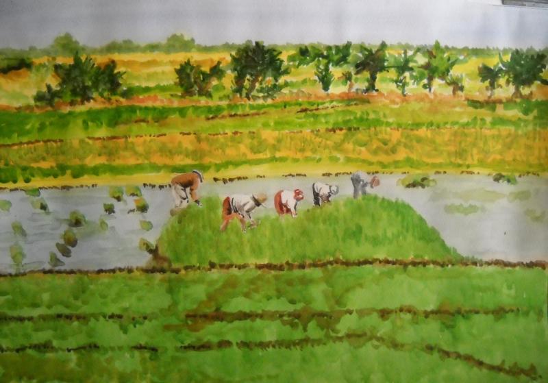 800x559 Rice Fields In Cambodia - Rice Field Painting