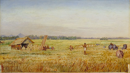 420x236 Kew Marianne North Gallery Painting 633 Rice Harvest, Near - Rice Painting