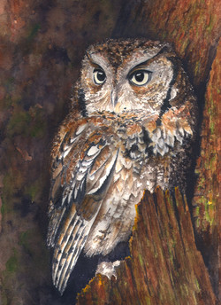 Richard Screech Owl Painting At Paintingvalley.com 