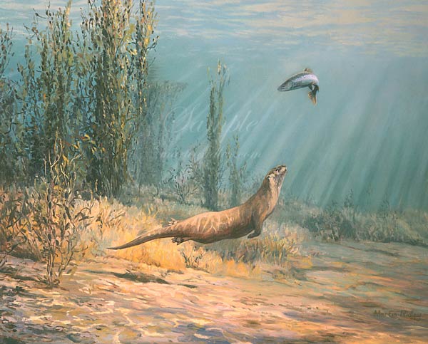 600x483 Otter Pictures - River Otter Painting