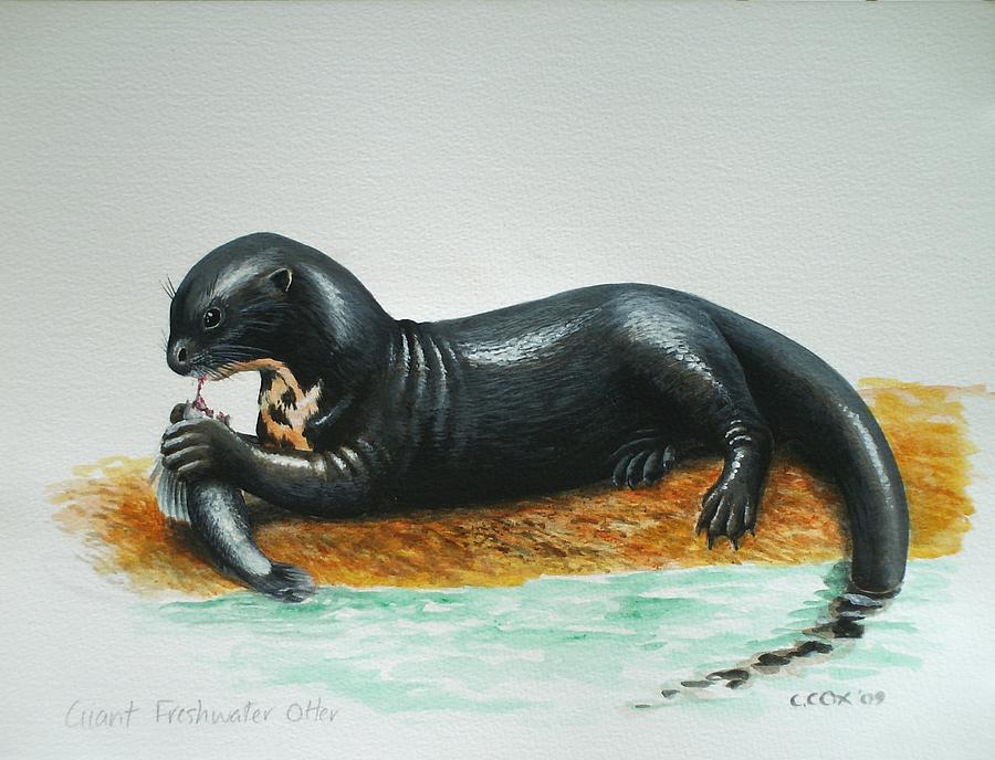 900x688 Giant River Otter Painting By Christopher Cox - River Otter Painting