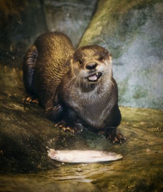 320x377 Great Lakes Aquarium Announces Death Of Beloved Retired River - River Otter Painting