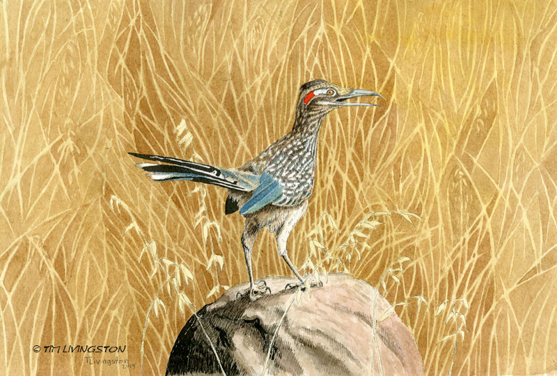 800x540 Roadrunner, The Coyote's After You! The Forester Artist - Roadrunner Painting